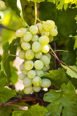 bunches of ripe grapes on the plantation