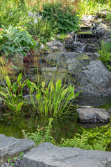 Garden decorated with stones and aquatic plants