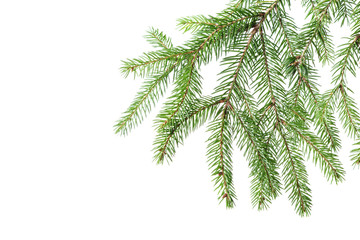 green fir branch for decoration