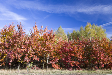 Naklejka premium Autumn - oak trees