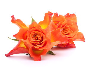 Orange roses