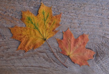 Herbst des Lebens - Ahornblätter auf Holz