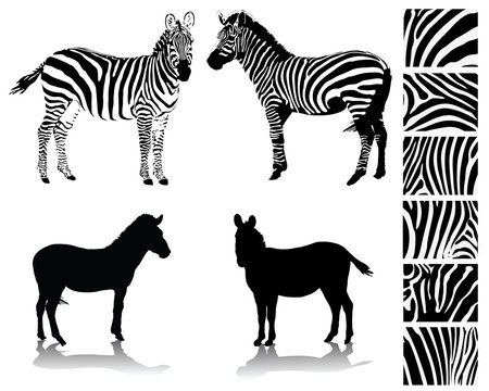 Zebra, silhouette, shadow and texture-vector illustration