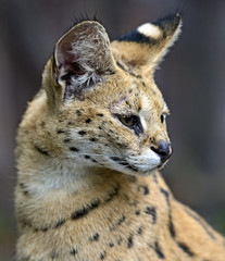 Portrait of a serval in nature