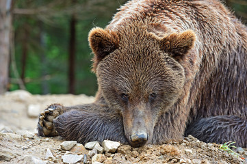 Obraz premium Brown bears in the Carpathians.