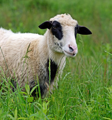 Sheep graze in a pasture in the mountains
