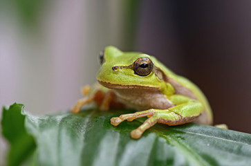 Green tree frog
