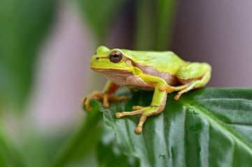 Green tree frog
