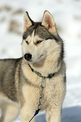 Husky dog