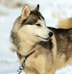 Husky dog