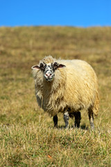 Obraz premium Sheep graze in a pasture in the mountains