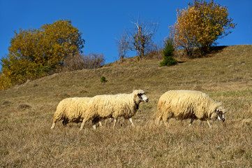 Sheep graze in a pasture in the mountains