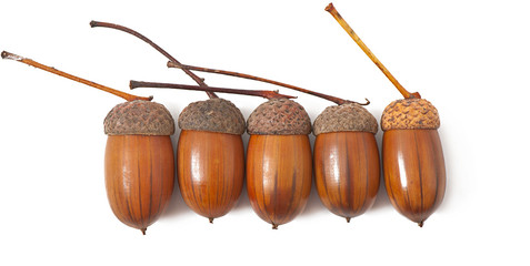 Acorns on a white background