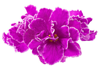 violet isolated on a white background