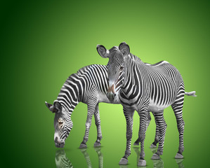 two zebras