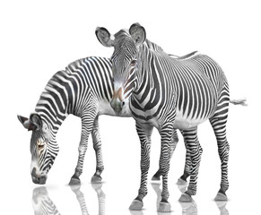 two zebras