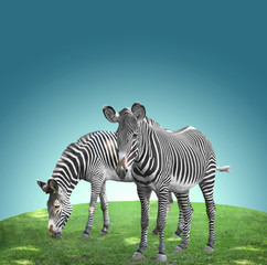 Fototapeta premium two zebras