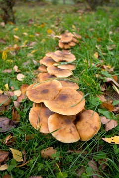 mushrooms growing in autumn