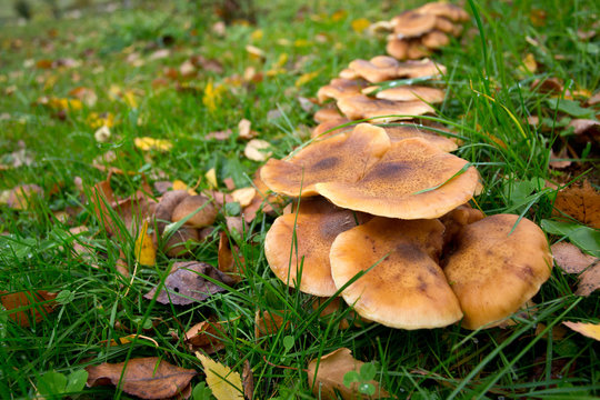 mushrooms growing in autumn