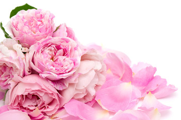 bunch of pink striped roses isolated on white
