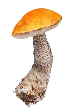 bright orange-cap boletus isolated on white