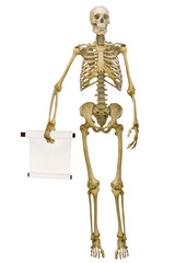 human skeleton holding scroll isolated on white