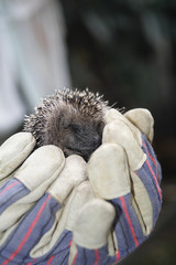 hedgehog
