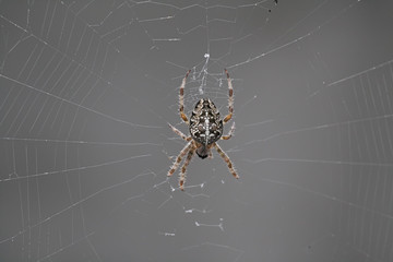 European garden spider