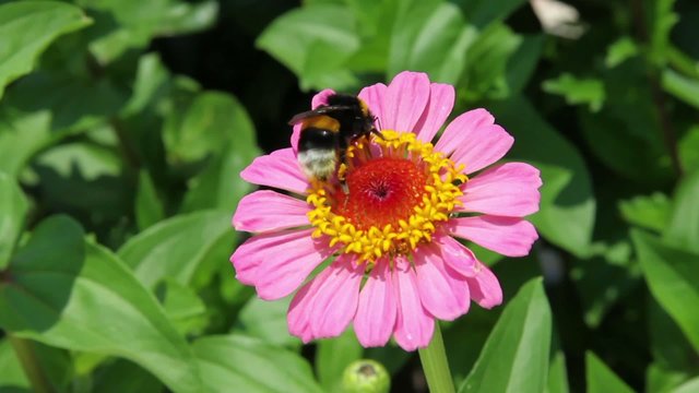 Bumble Bee on pink Zinia flower