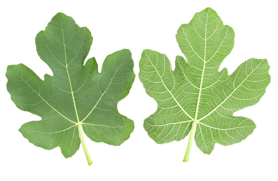 Fototapeta fig leaves