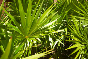 Obraz na płótnie Canvas Exotic plant at caribbean resort.
