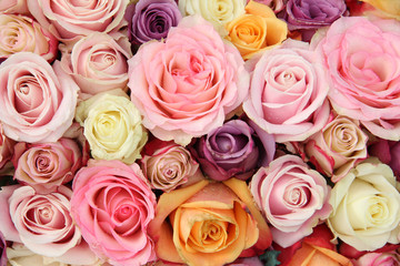 Wedding roses in pastel colors