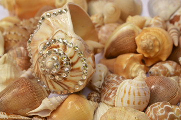 Seashell with rhinestones 03