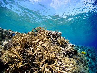 南国のたくさんの珊瑚