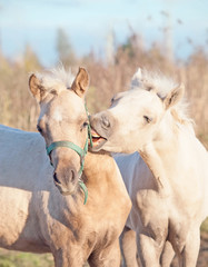 Obraz premium grooming foals of pony. fall