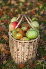 red and yellow apples in basket