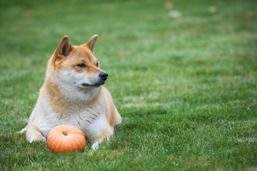 dog with pumpkin