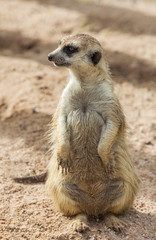 meerkat