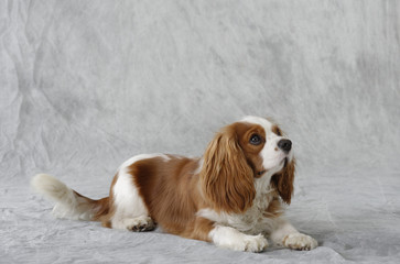 Fototapeta premium Cavalier King Charles Spaniel. Pet Portrait Photography