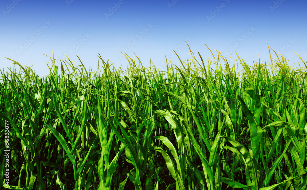 Poster corn field