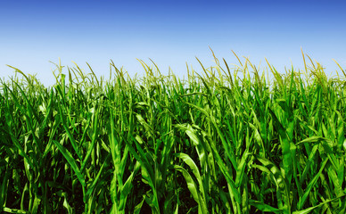 Corn Field