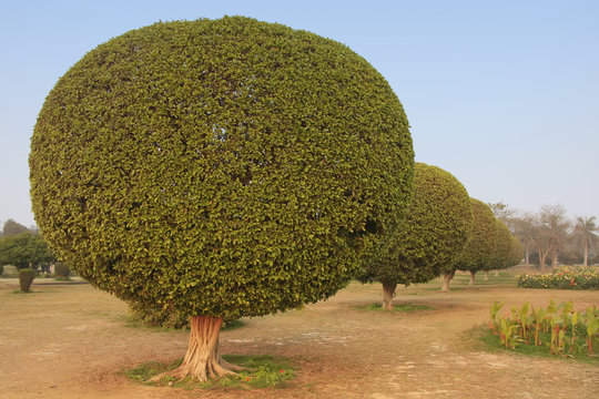 Trees in a garden around Lotus Temple, New Delhi