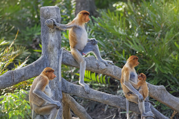 Obraz premium Proboscis monkey