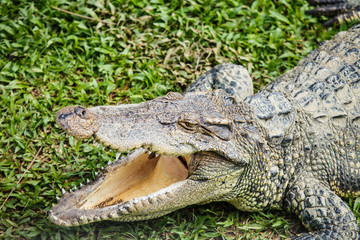 crocodile