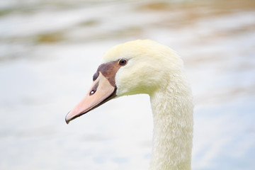Art portrait of a swan