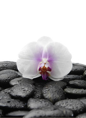 Fototapeta na wymiar Macro of White orchid with pebble in water drops