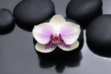 Fototapeta na wymiar black stones and white orchid