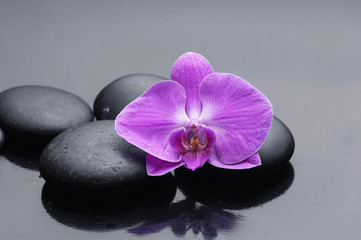 Obraz na płótnie Canvas Spa still with black stones and pink orchid