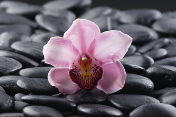 beautiful pink orchid with beach pebble background