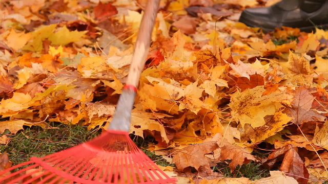 осень, подгребать желтые листья клёна граблями